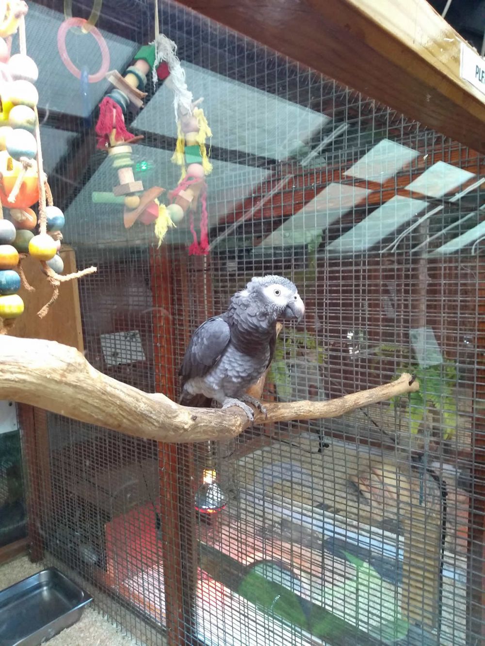 A Parrot in the Queen's Park Glasshouse