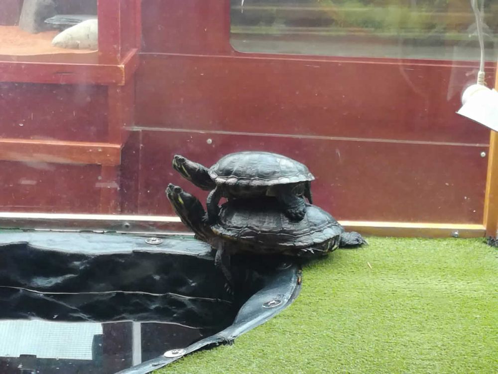 Tortoises in the Queen's Park Glasshouse