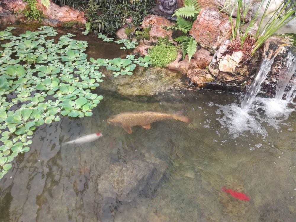 Fish in the Queen's Park Glasshouse pond
